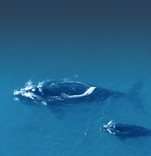 Observation des baleines